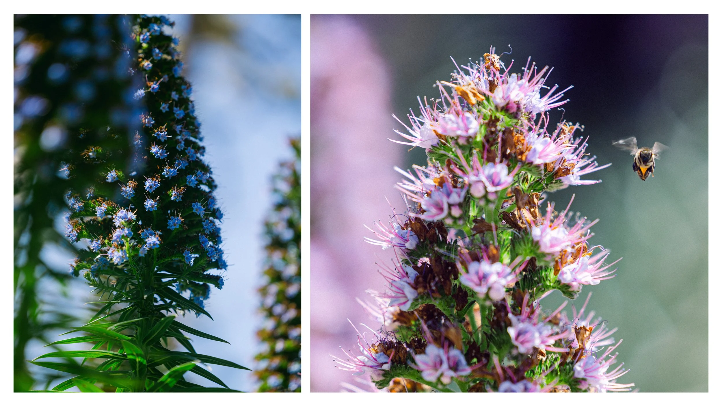 TextureDeck-SDBotanicGarden_NC37.jpg