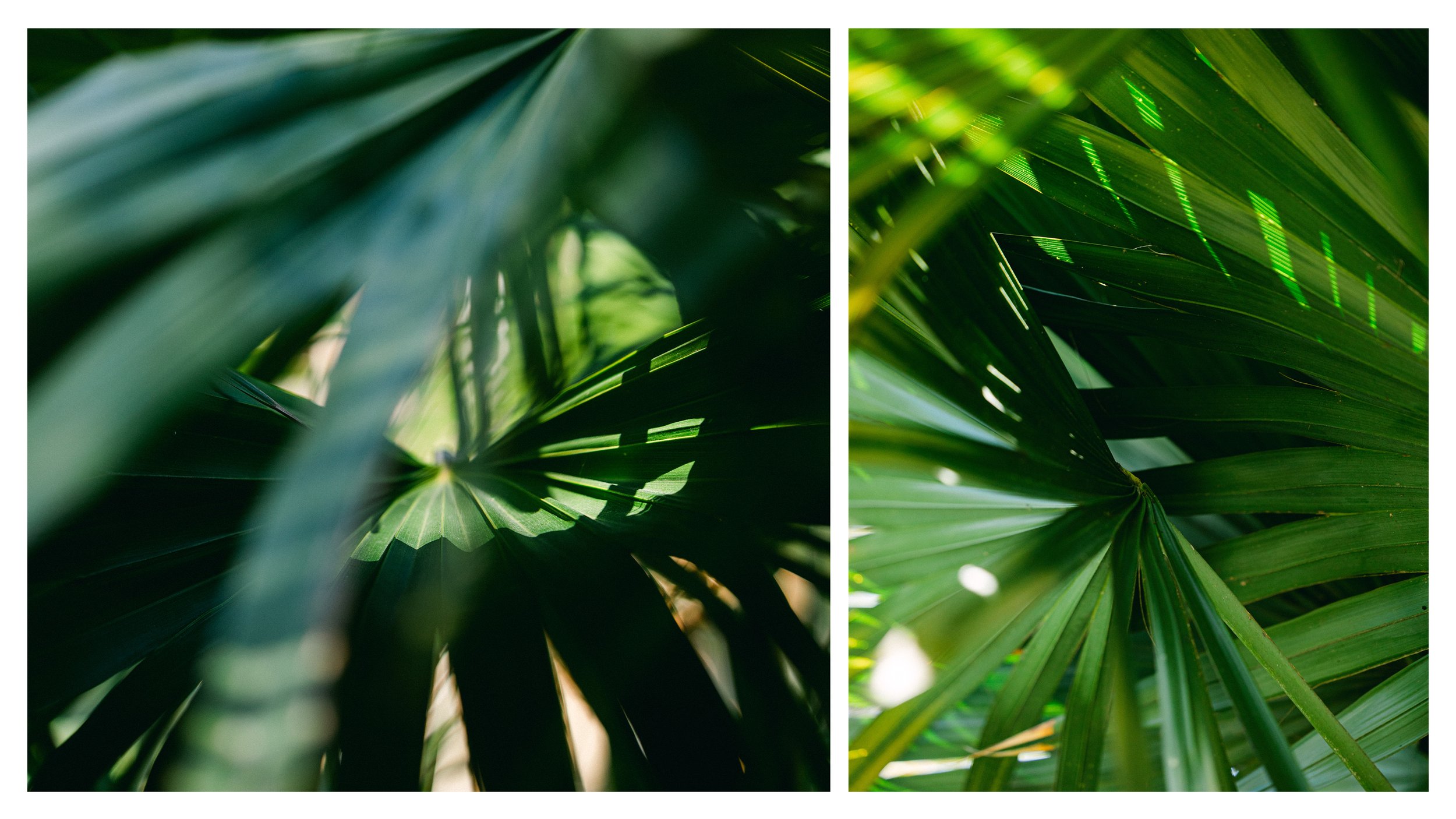 TextureDeck-SDBotanicGarden_NC38.jpg