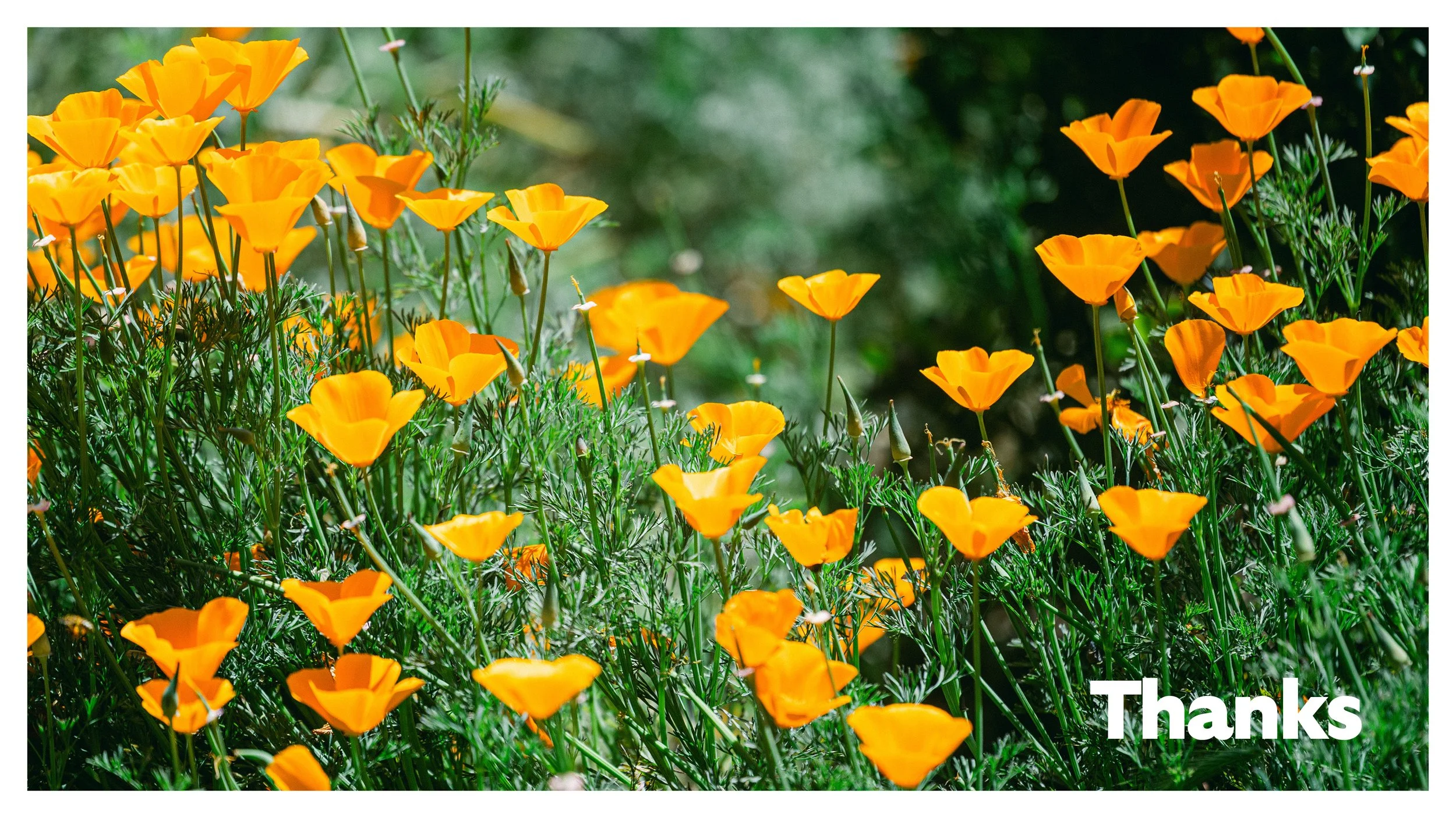 TextureDeck-SDBotanicGarden_NC39.jpg