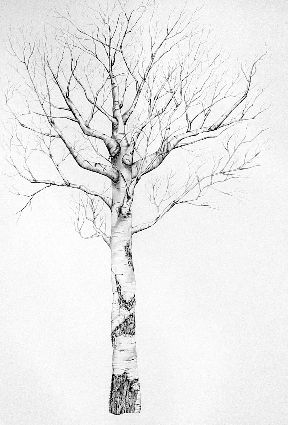 Birch 1