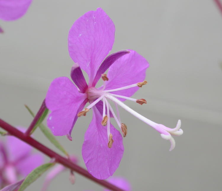 Stigma in the center, it's surrounded by Anthers