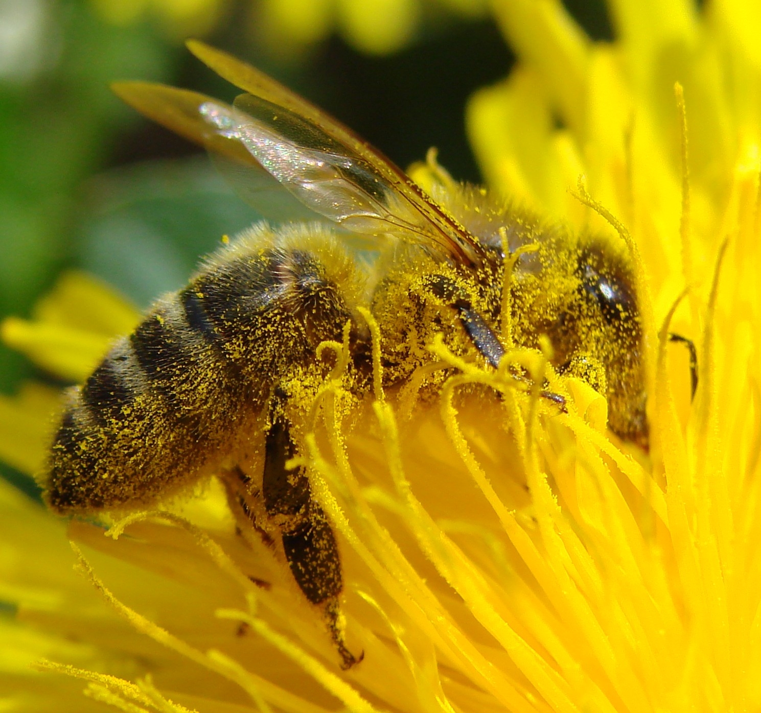 Pollen on a bee