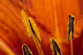Anthers of a flower