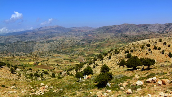 trees_lebanon.jpg