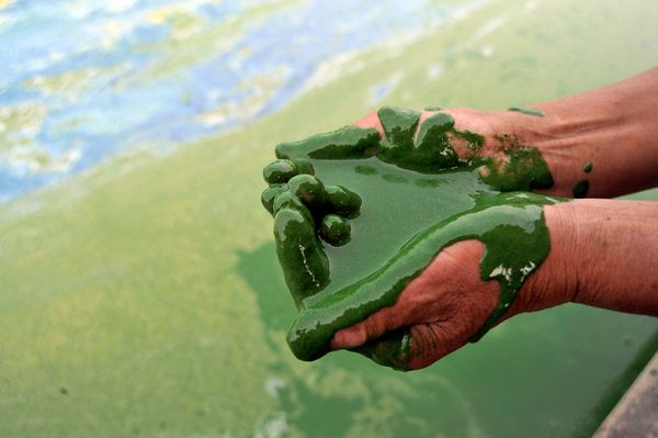 algae-pollution-lake-china_9602_600x450.jpg