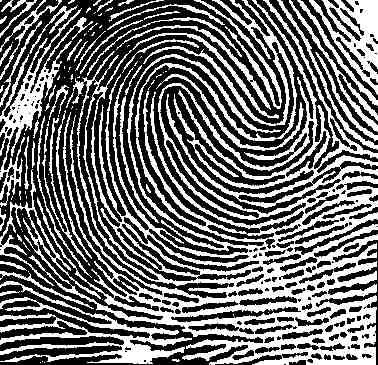 fingerprint - double loop .jpg