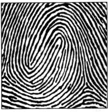 fingerprint Composite-Whorl.jpg