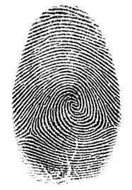 fingerprint whorl .jpeg