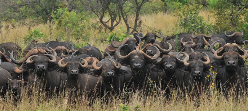 buffalo herd.jpg