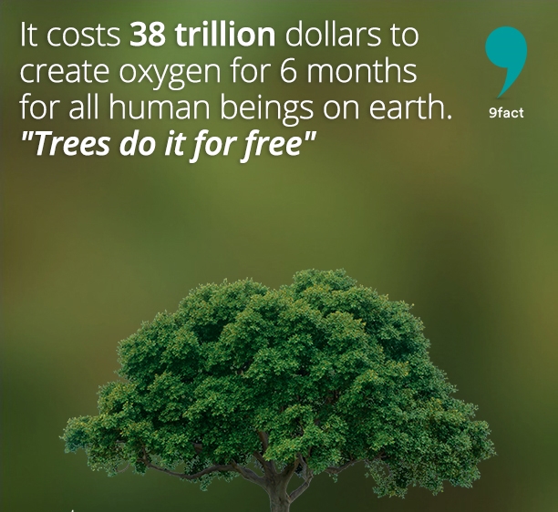 It-costs-38-trillion-dollars-to-create-oxygen-for-6-months-for-all-human-beings-on-earth.-Trees-do-it-for-free-nowgags-9fact-facts.jpg