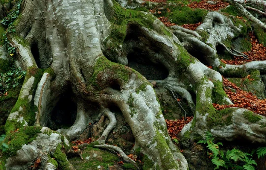 roots.jpg