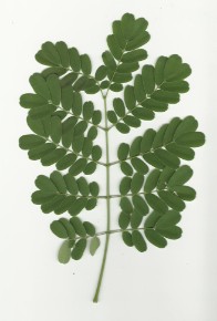 double compound leaf.jpg