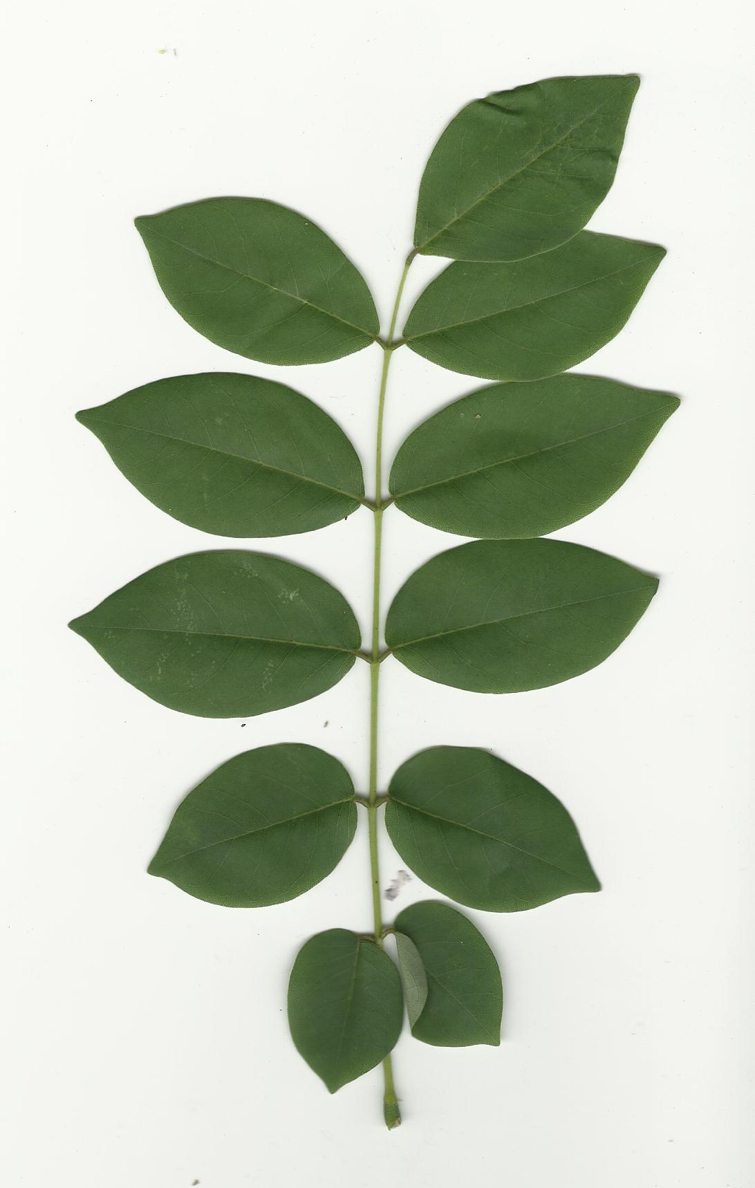 compound leaf.jpg