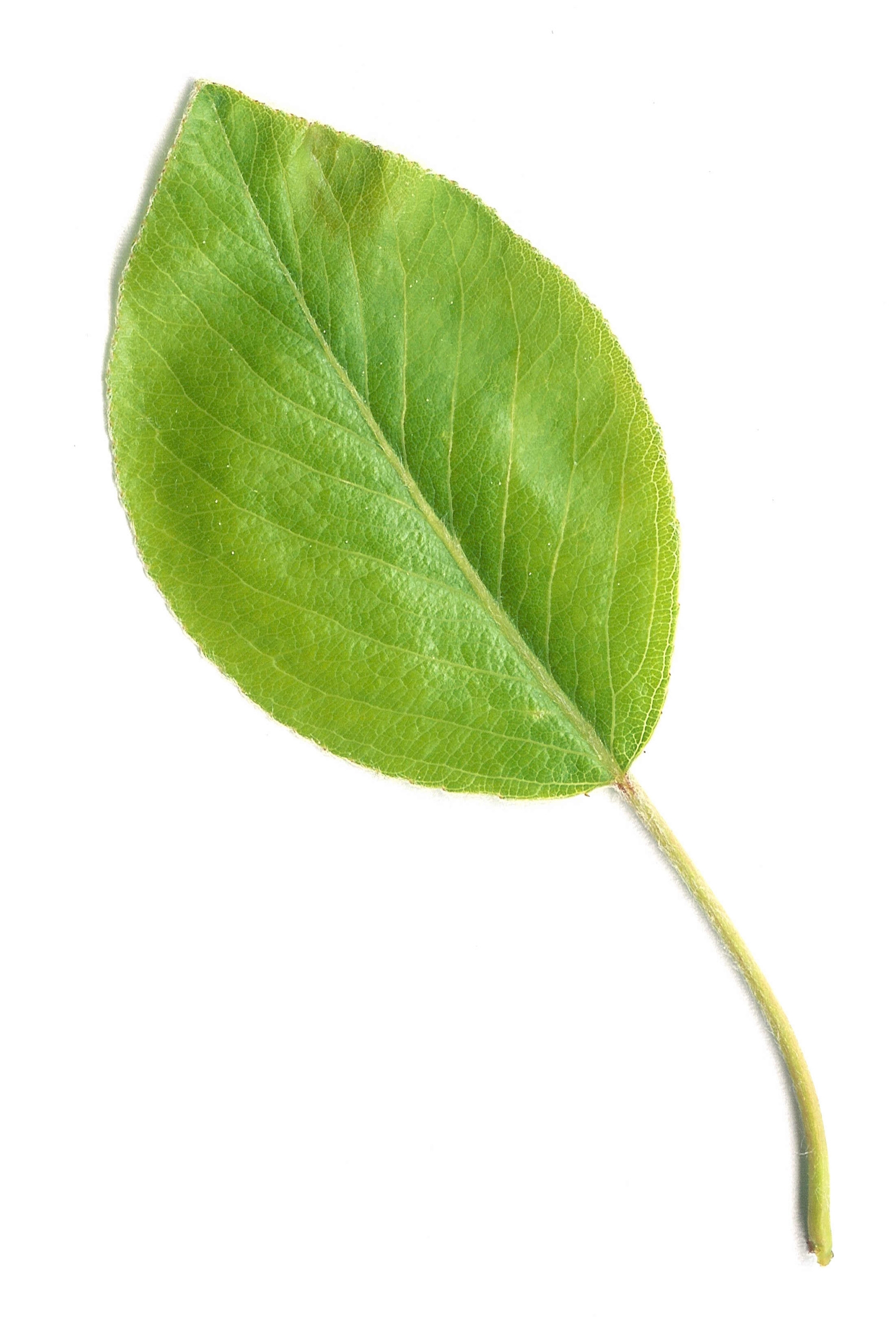 Pear_Leaf.jpg