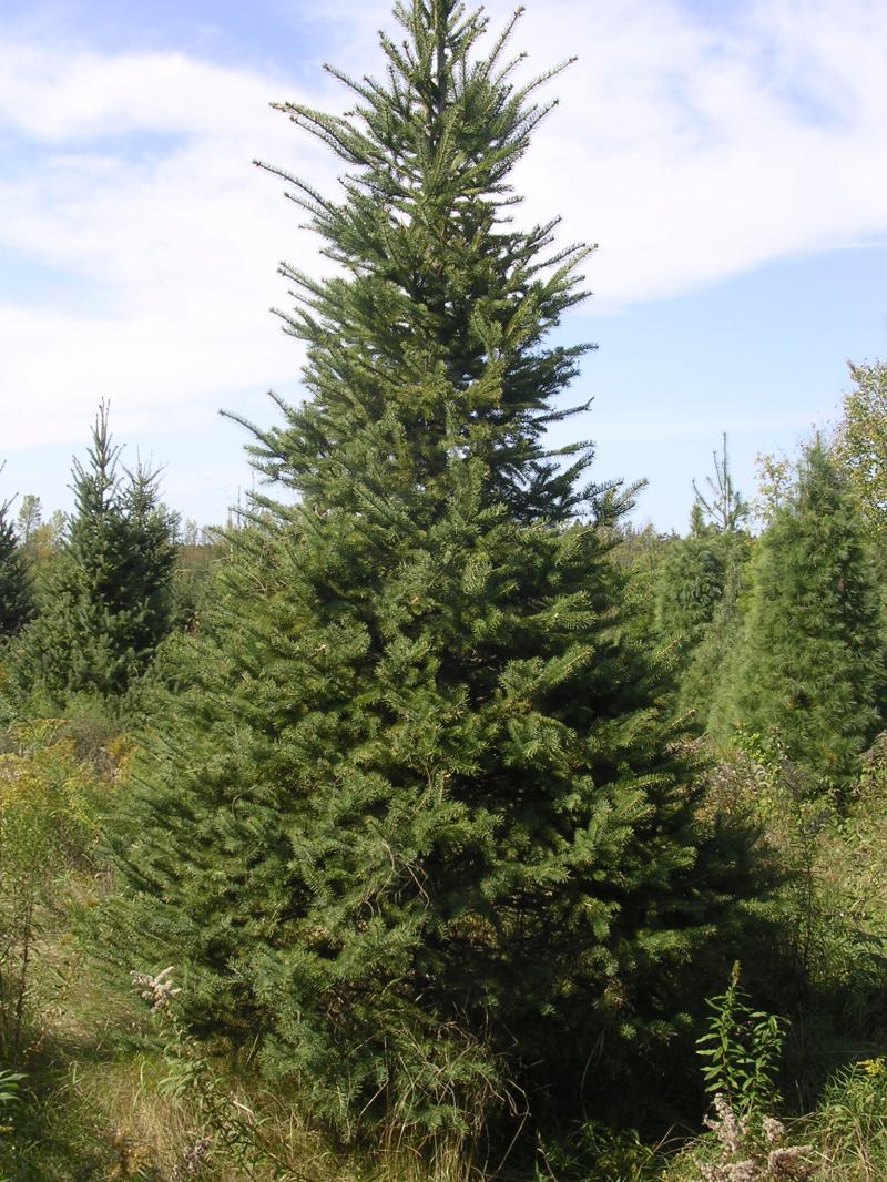 spruce.JPG