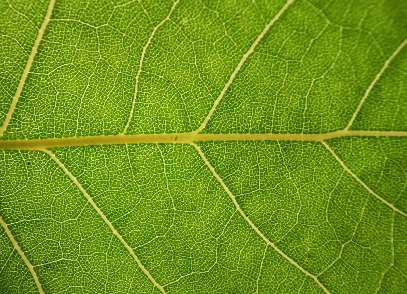 leaf.jpg