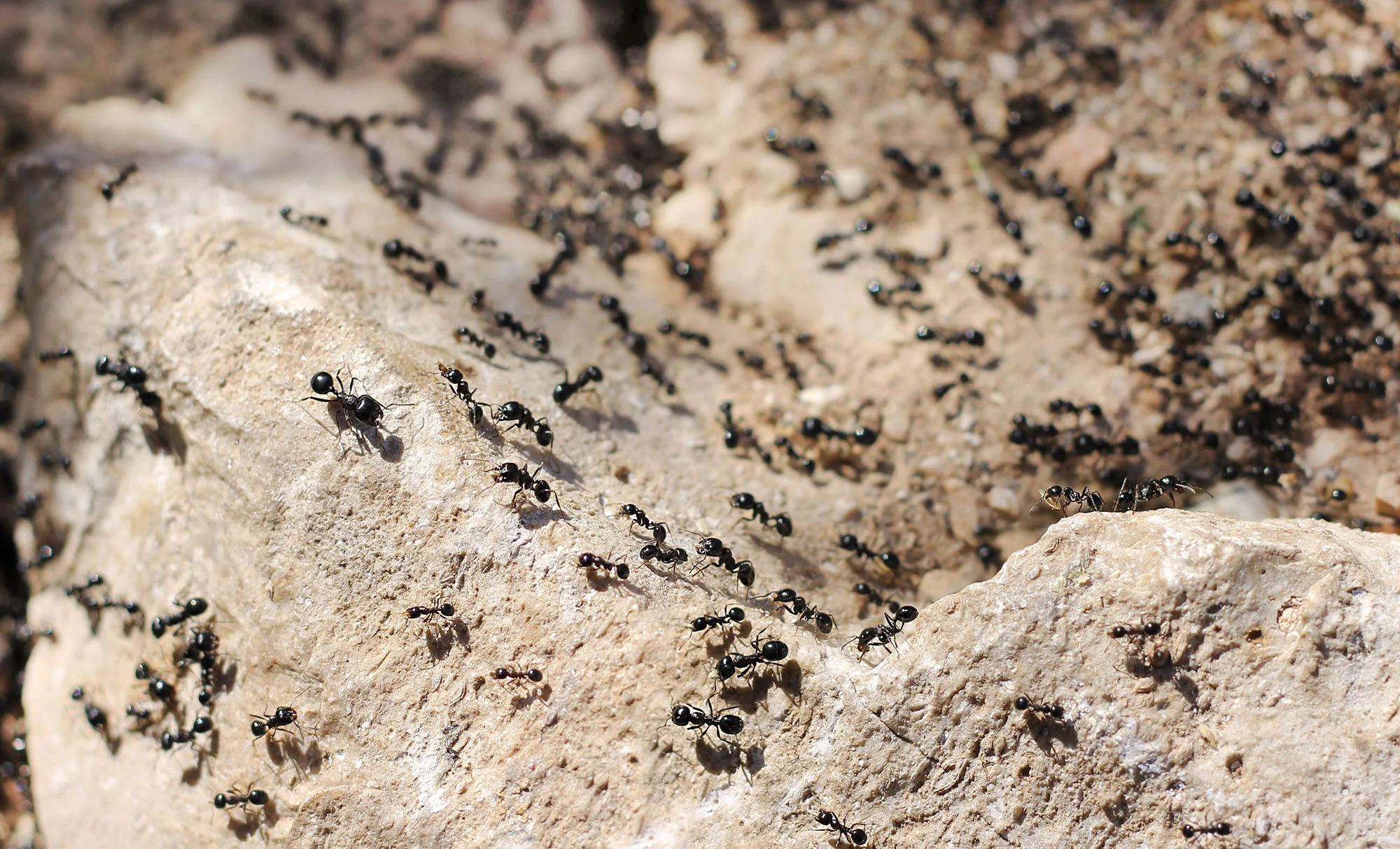 ant.jpg