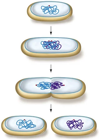 BINARY FISSION OF VANILLA DONUT ... KIDDING, IT'S A BACTERIUM