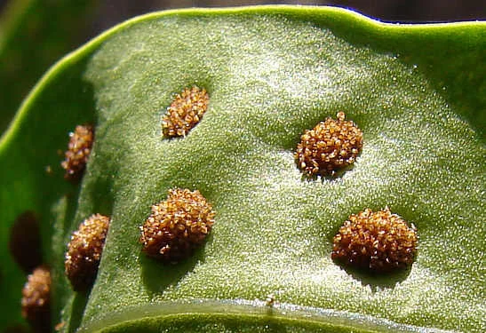 FERN SPORE