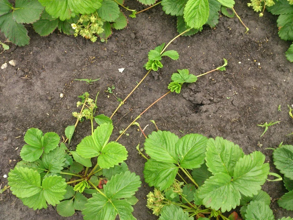 STRAWBERRY ROOT RUNNER