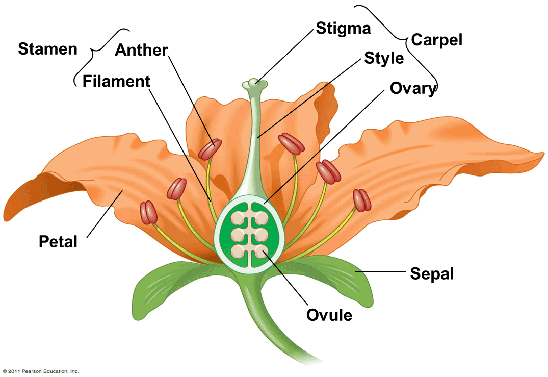 idealizedflower1.png