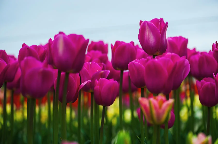 pink-tulip-hisao-mogi.jpg