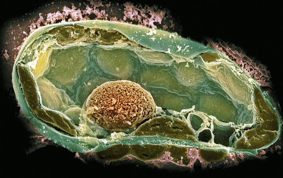 plant cell.jpg