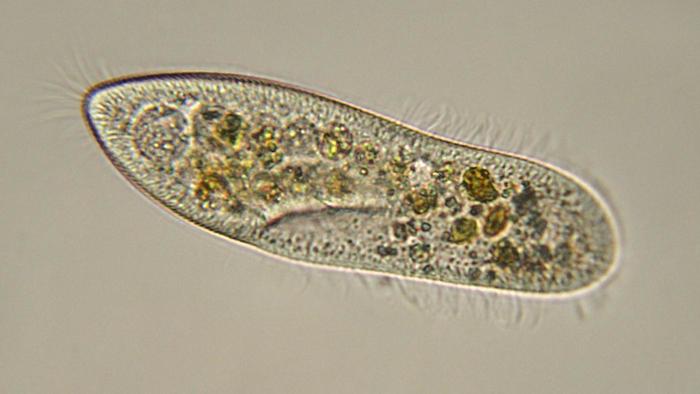 paramecium.jpg