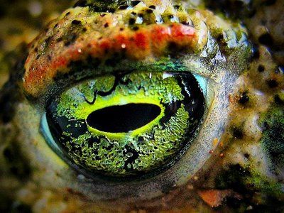 22ff7770465dcb1f18de589a52d9a72c--frog-eye-wild-eyes.jpg