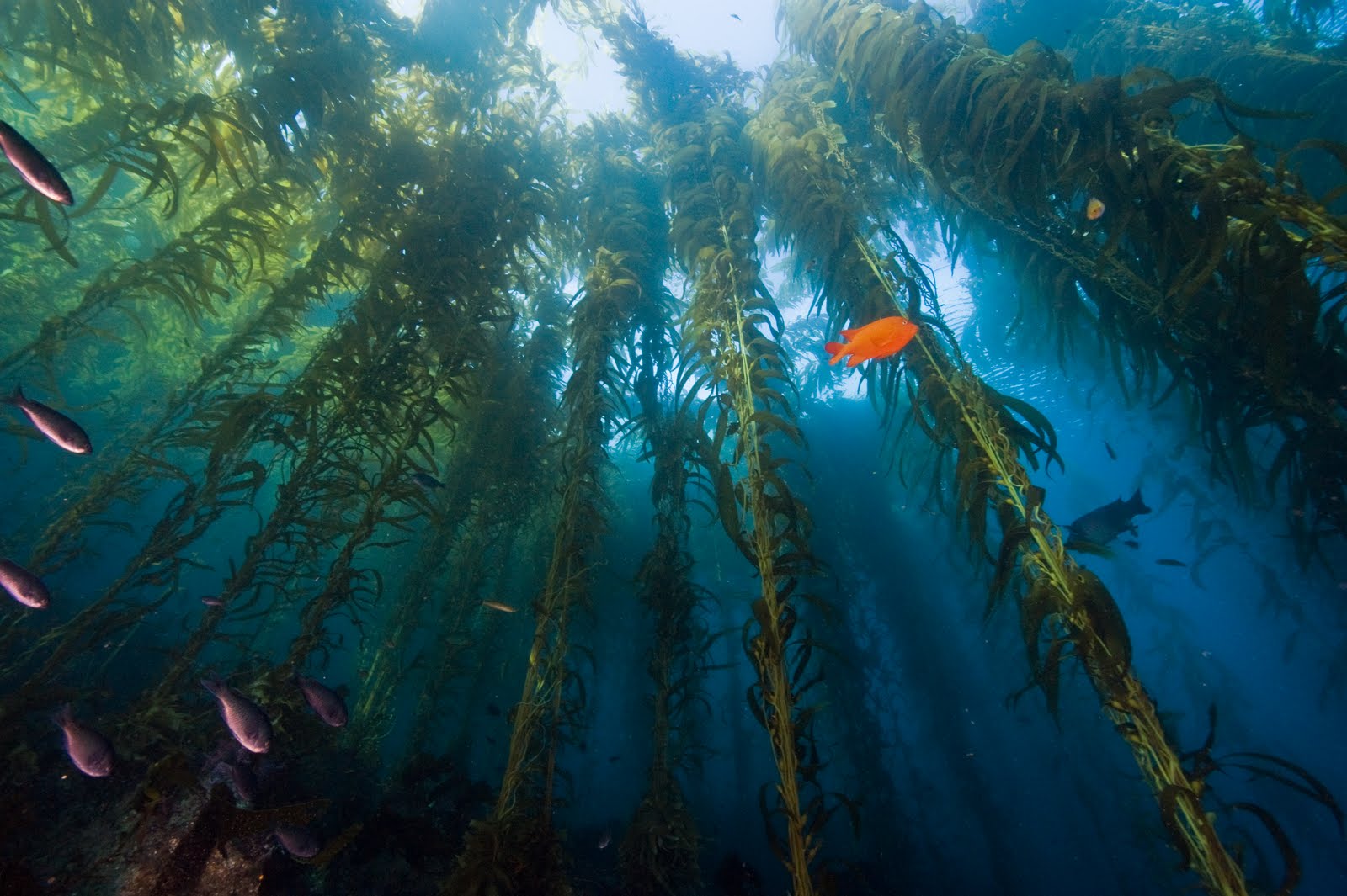 -Kelp-Forest-oceans-34416322-1600-1065.jpg