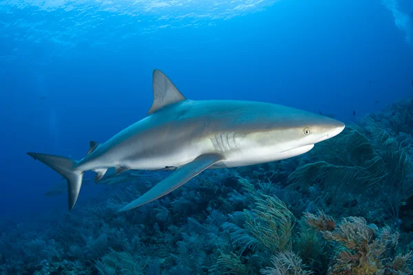 SHARKS HAVE A KEEN SENSE OF SMELL - SOME SHARKS CAN SMELL ONE DROP OF BLOOD IN 1000 ML OF WATER