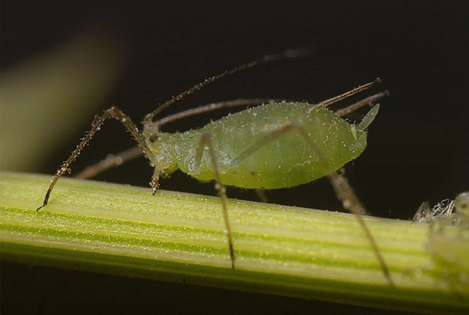 APHIDS CAN REPRODUCE WITHOUT FERTILIZATION DURING SUMMER