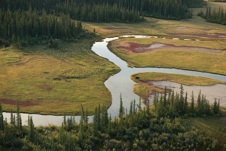 wood buffalo.jpg