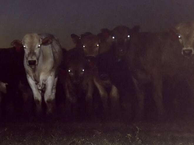 cows.jpg