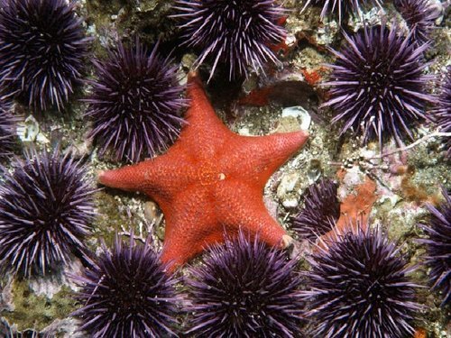 starfish-and-urchin.jpeg
