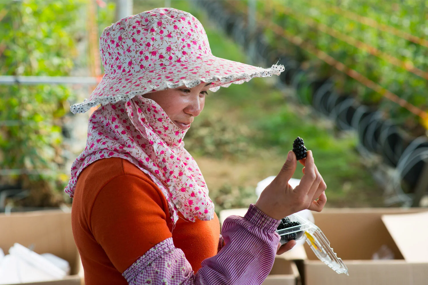 Berry farm photography key visual #2 for Driscoll's China launch