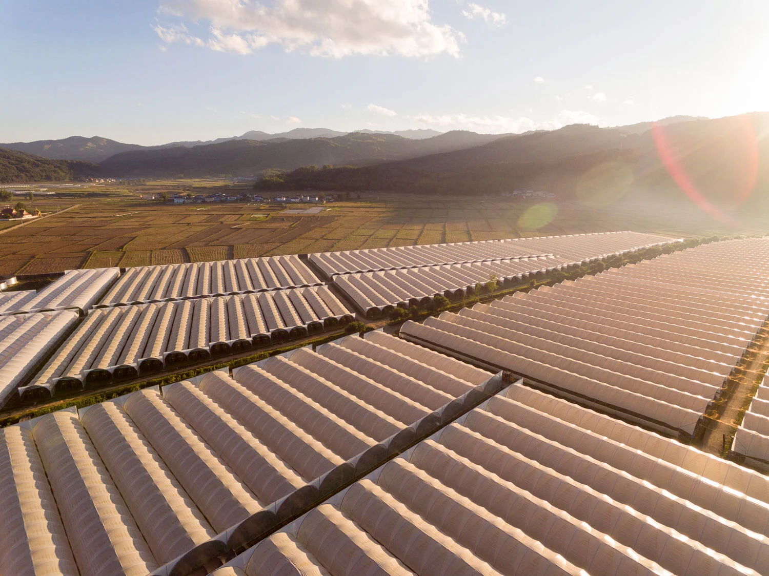 Berry farm photography key visual #3 for Driscoll's China launch