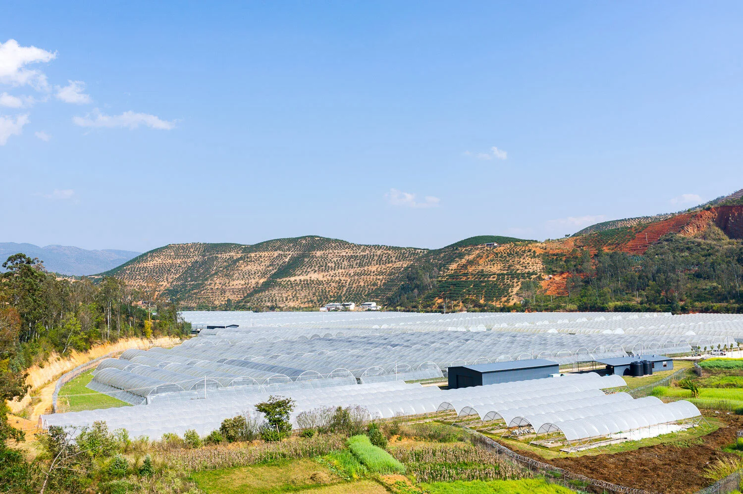 Berry farm photography key visual #9 for Driscoll's China launch