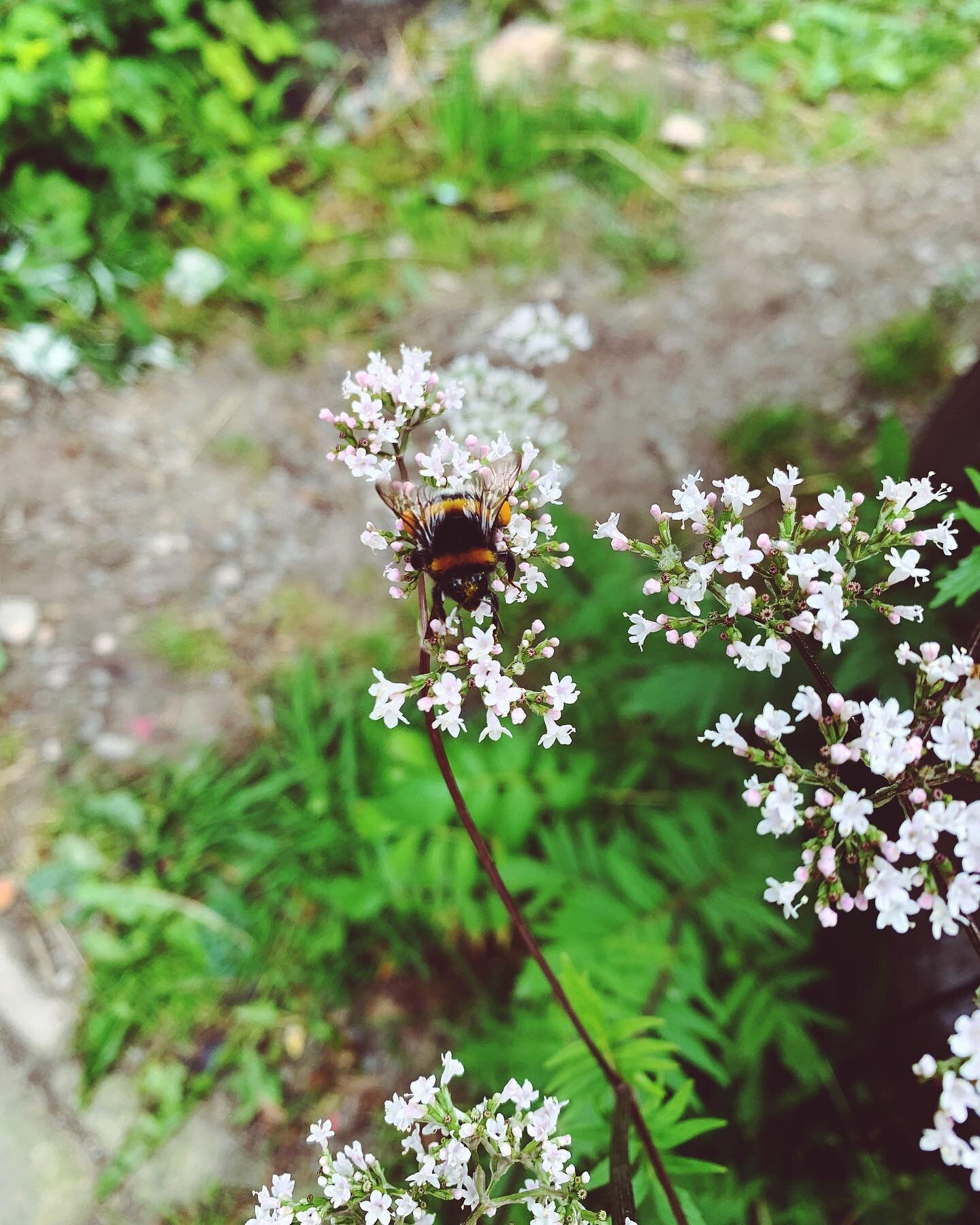 Bumble Bee 🐝 

#shotoniphone #iphonexr #nature #sunny #iphoneonly #picoftheday