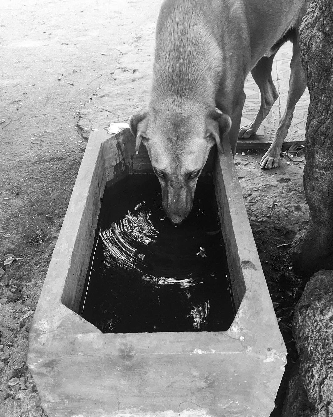 Thirsty dog .
.
.
.
.

#india #animal #bnw #blackandwhite #heat #summer #street #animals #contrast #iphoneonly #iphoneasia #iphone6splus #snapseed #picoftheday #photooftheday #cool