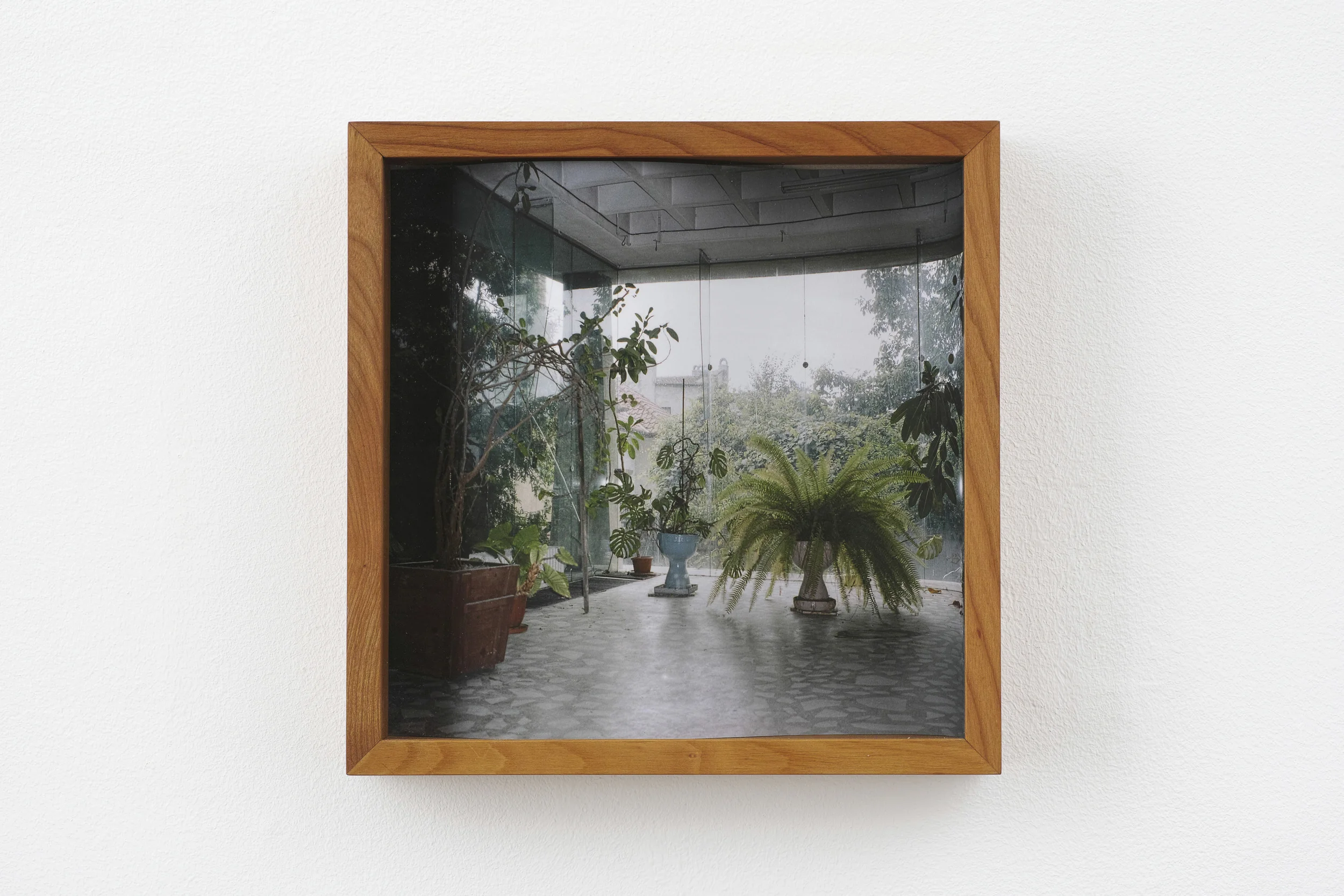Botanophobia