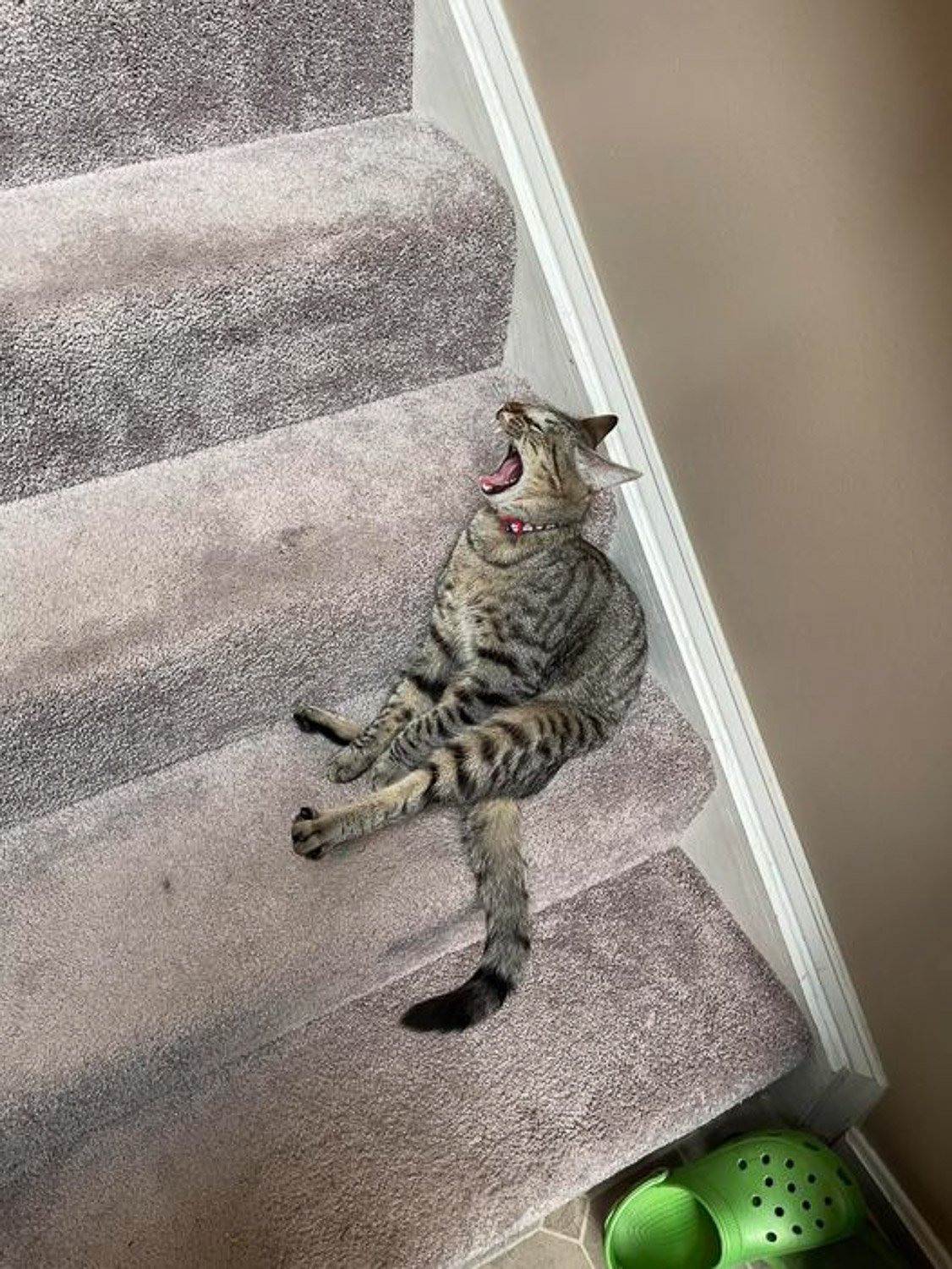 A grey cat sitting and yawning on a grey staircase