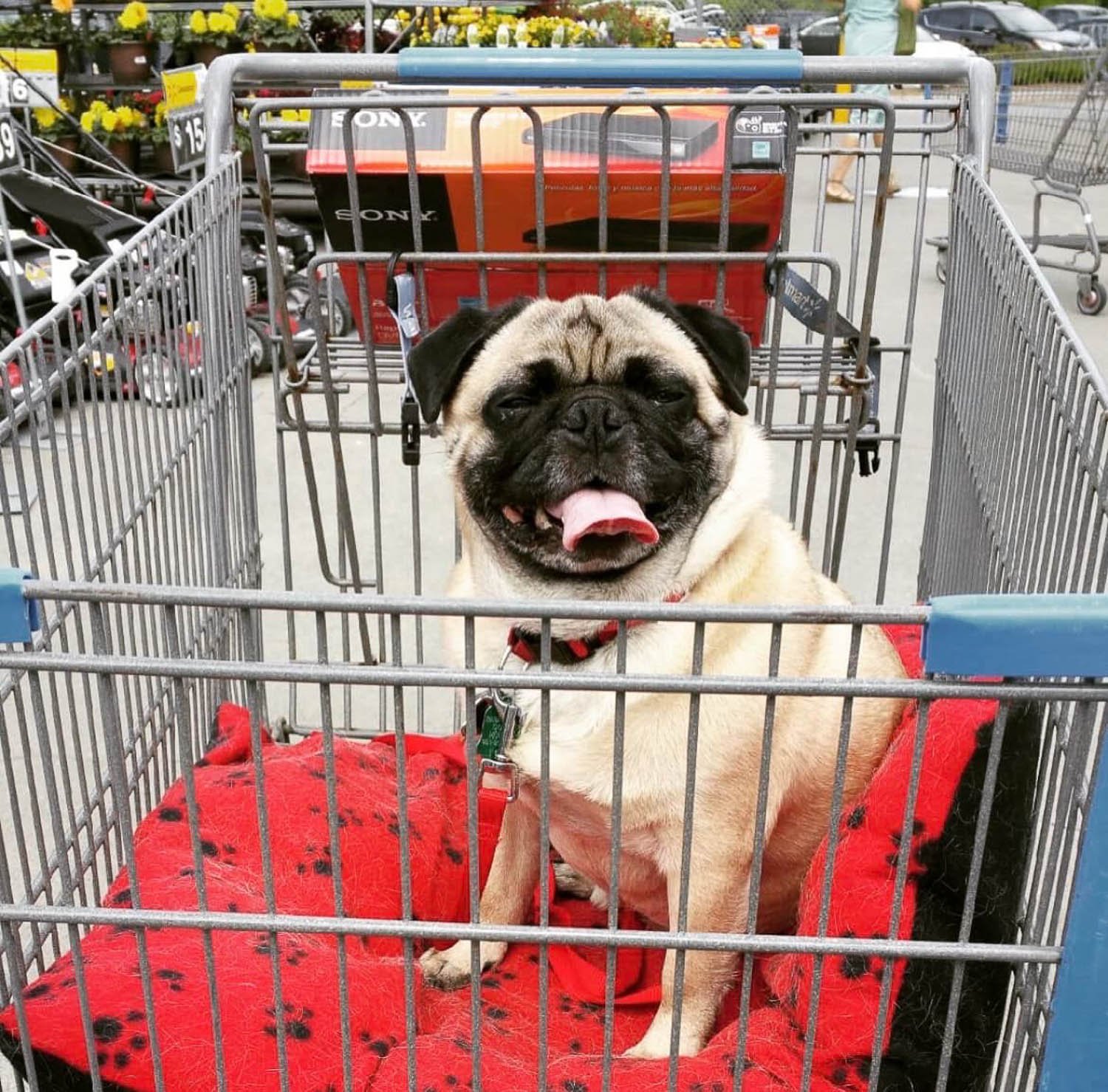 A cream colored pug dog with a black face sitting on a red pillow in a shopping trolley