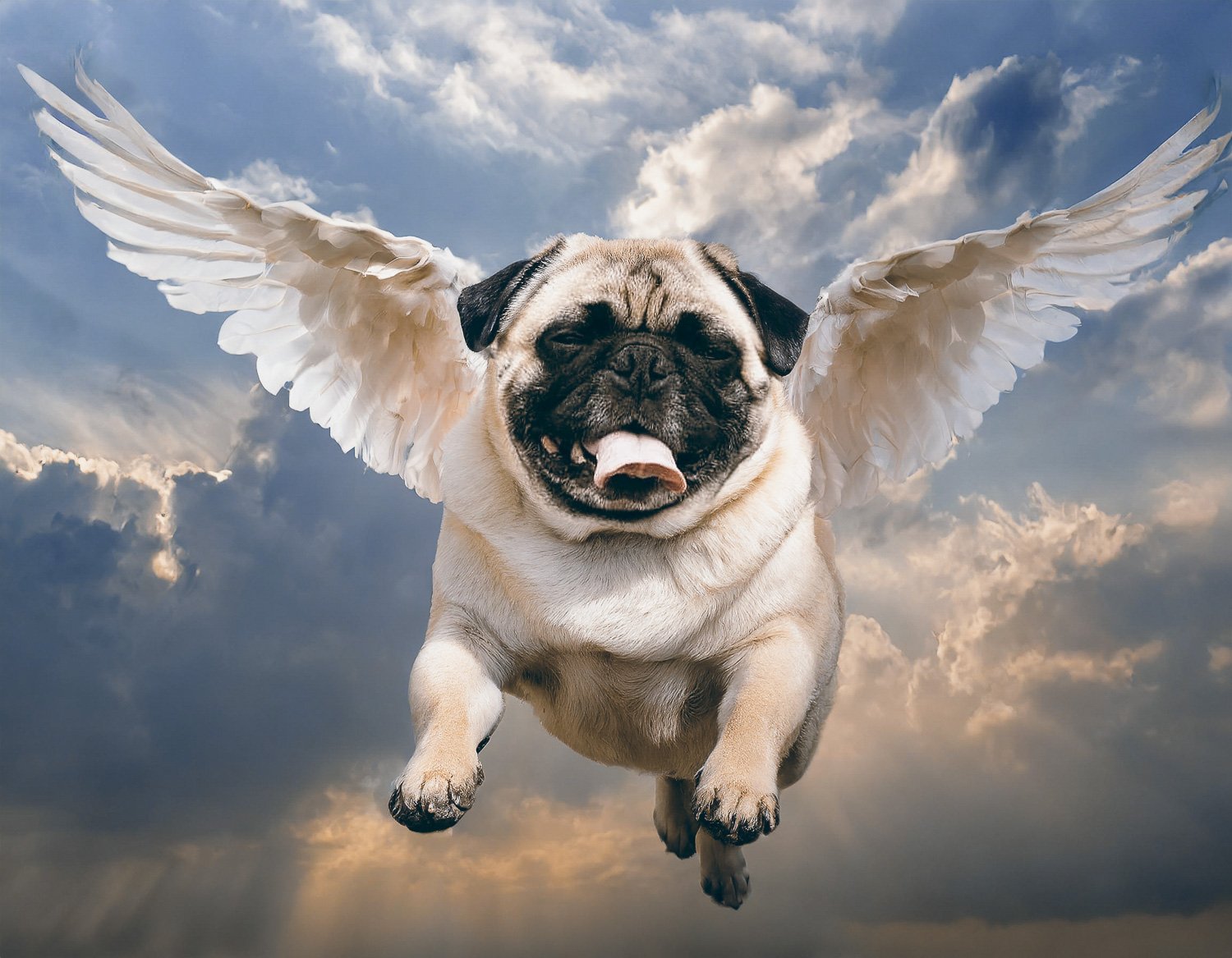 A black and white pug dog with wings flying in a cloudy sky