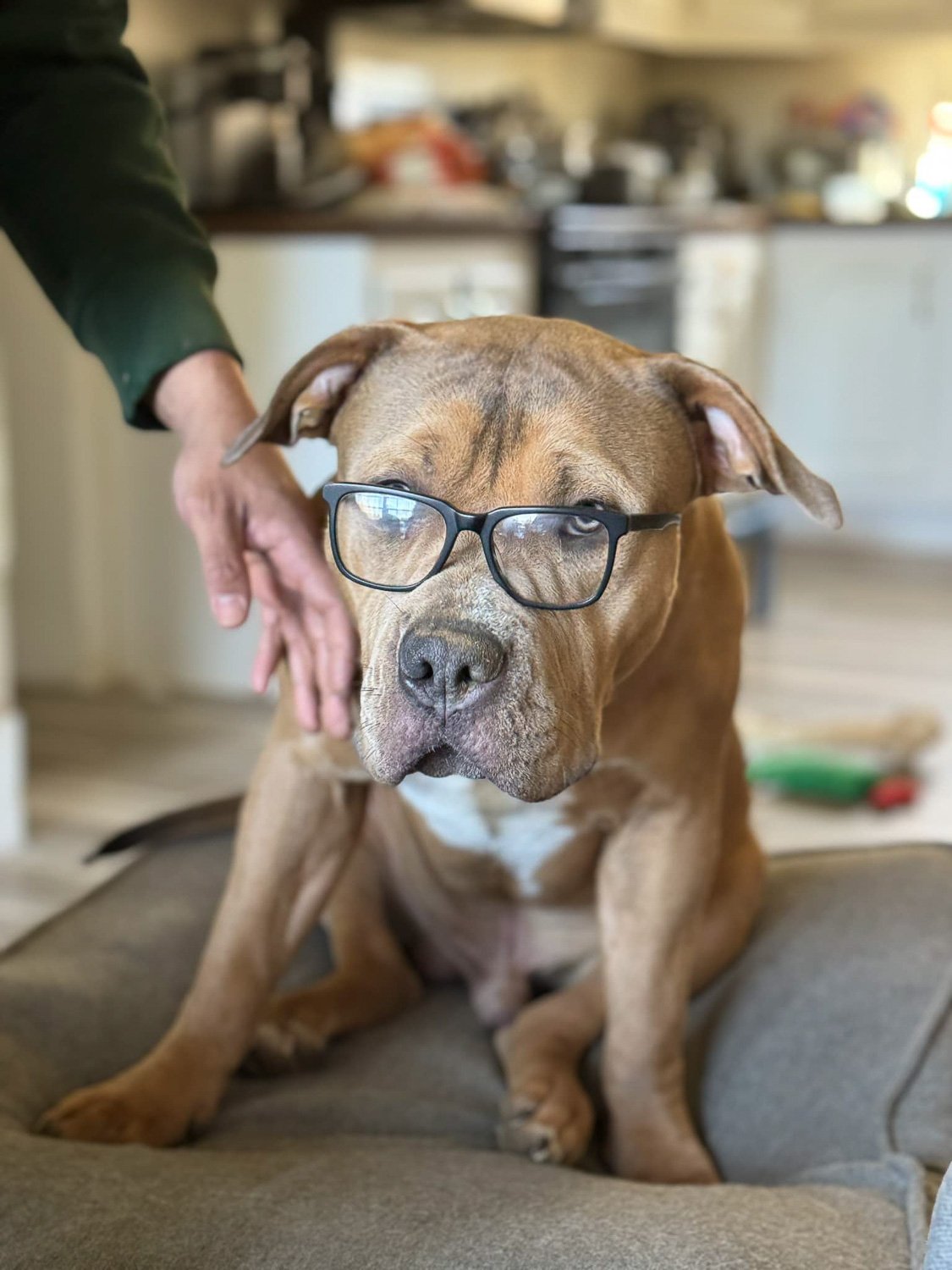 A reddish coloured dog staring at camera wearing reading glasses