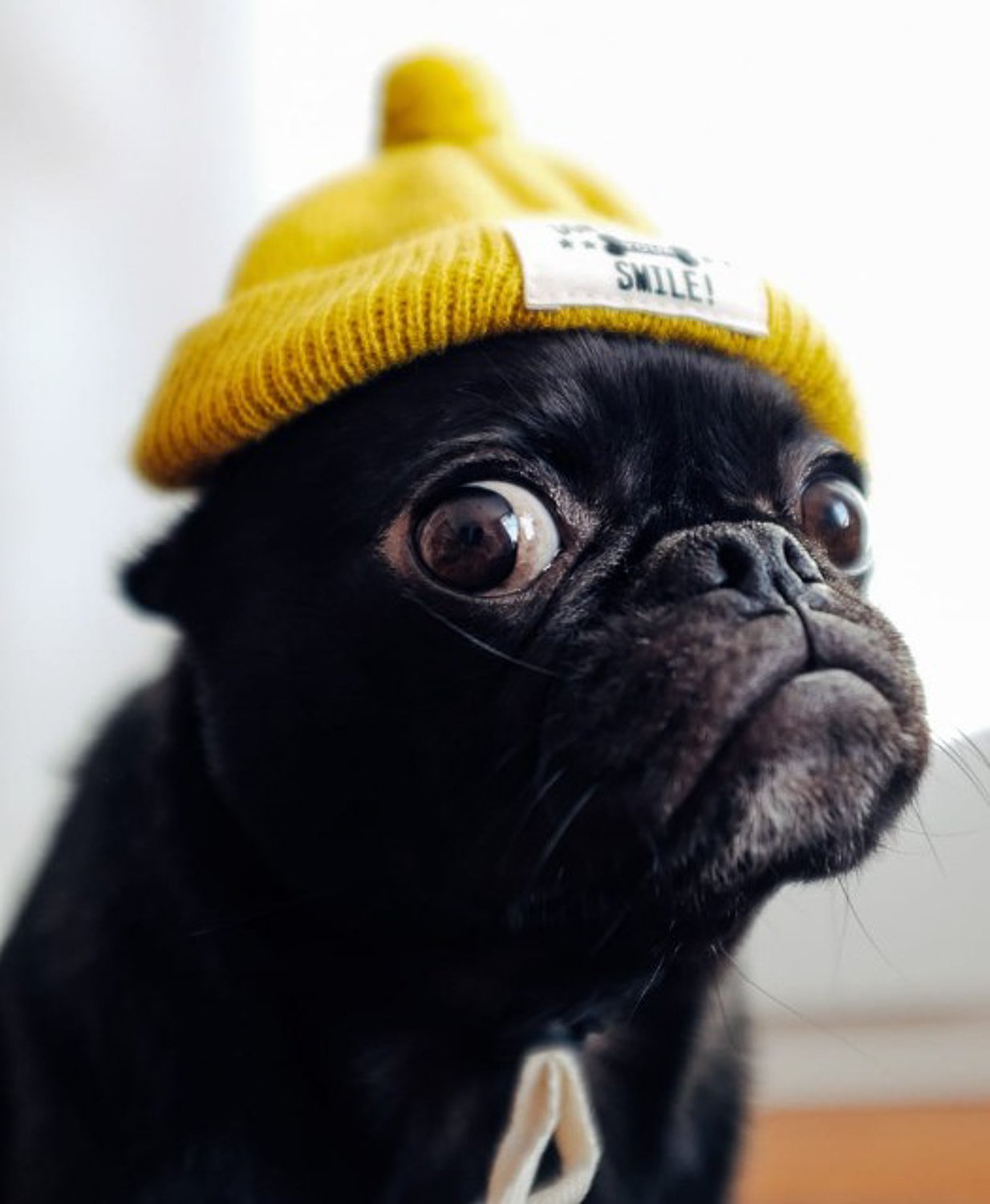 A  close up headshot of a black pug dog wearing a yellow beanie 