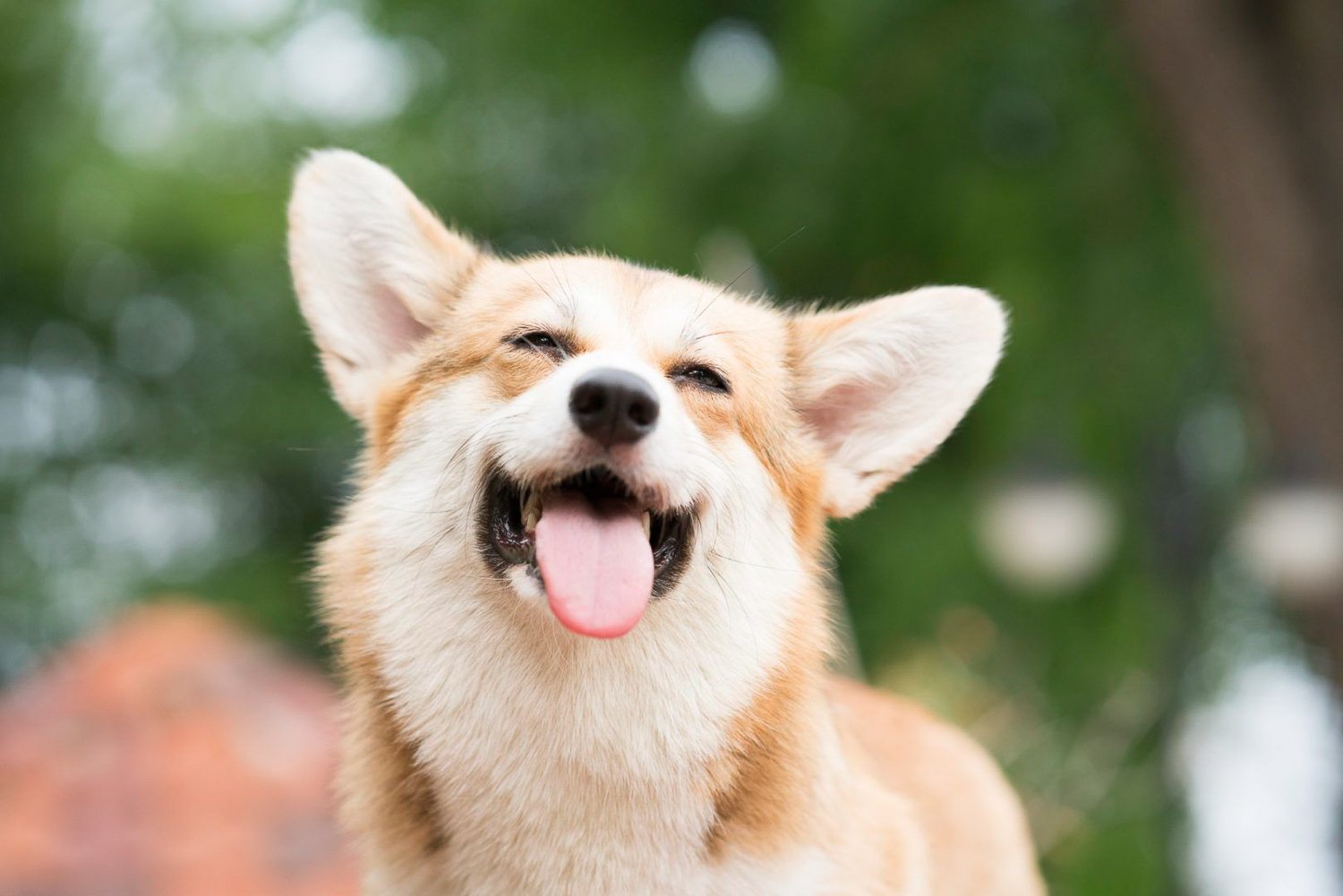 A headshot of a Corgi dog outside with it's tongue sticking out 