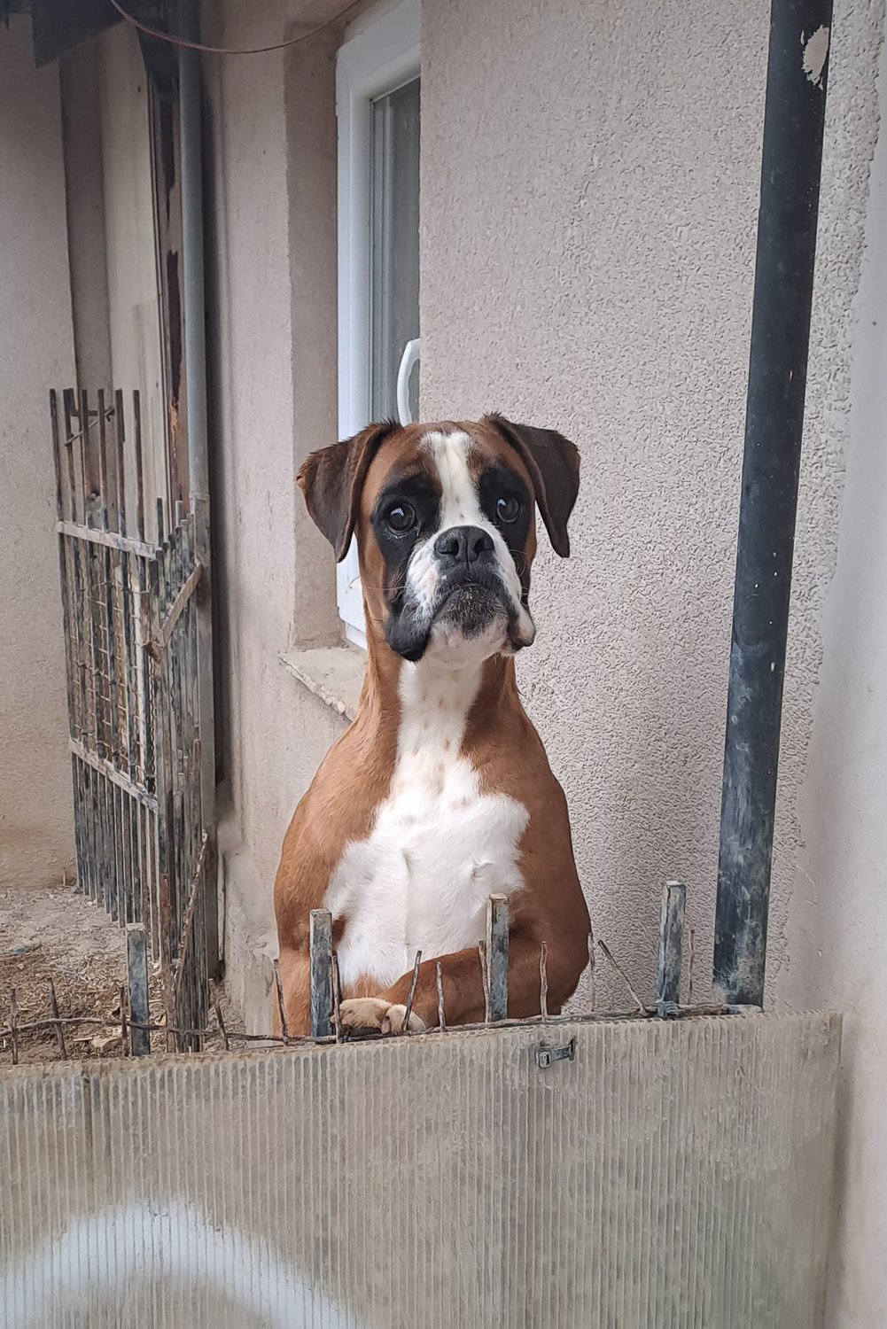 A boxer dog outside staring over a small wall