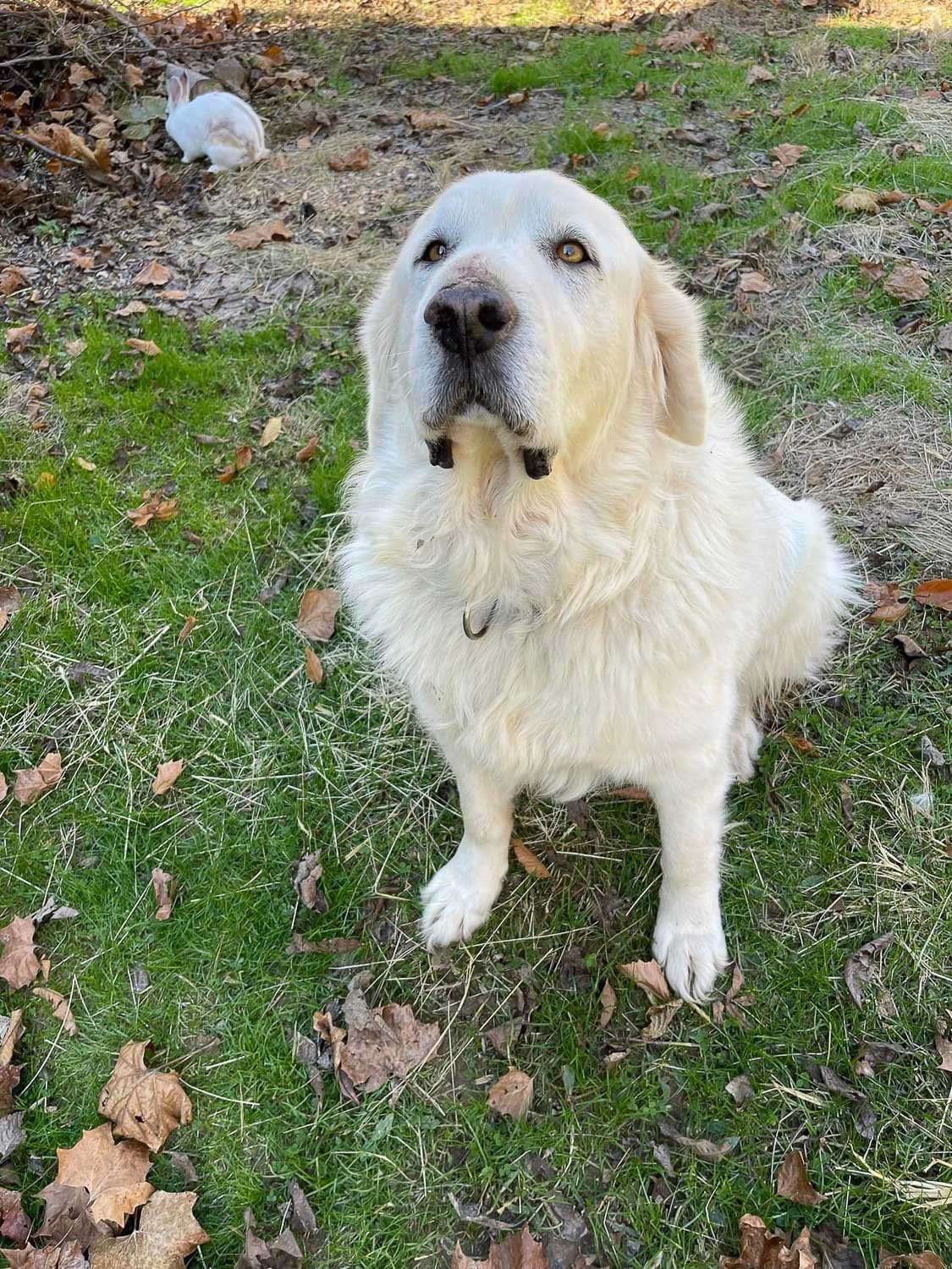 A white Golden Retriever dog sitting outside on the grass looking up