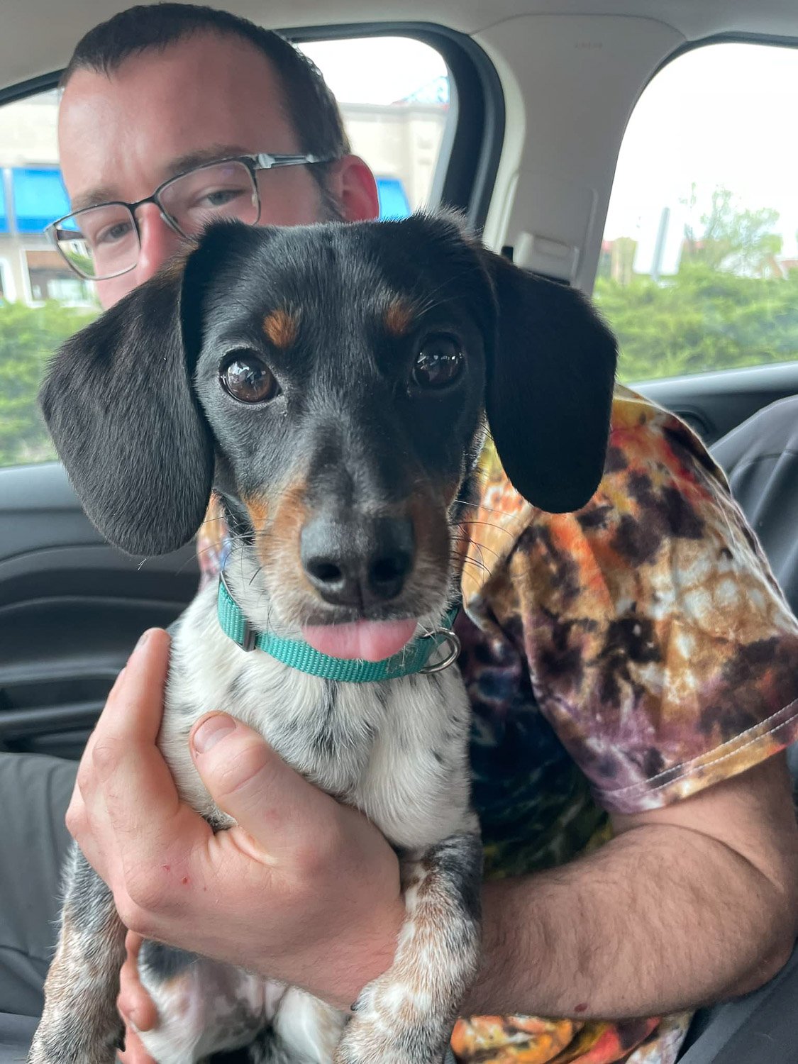 A  dachshund dog being held by its owner inside a car